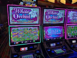 pk slot Real Dealers, Live Wheel, Aapka Account